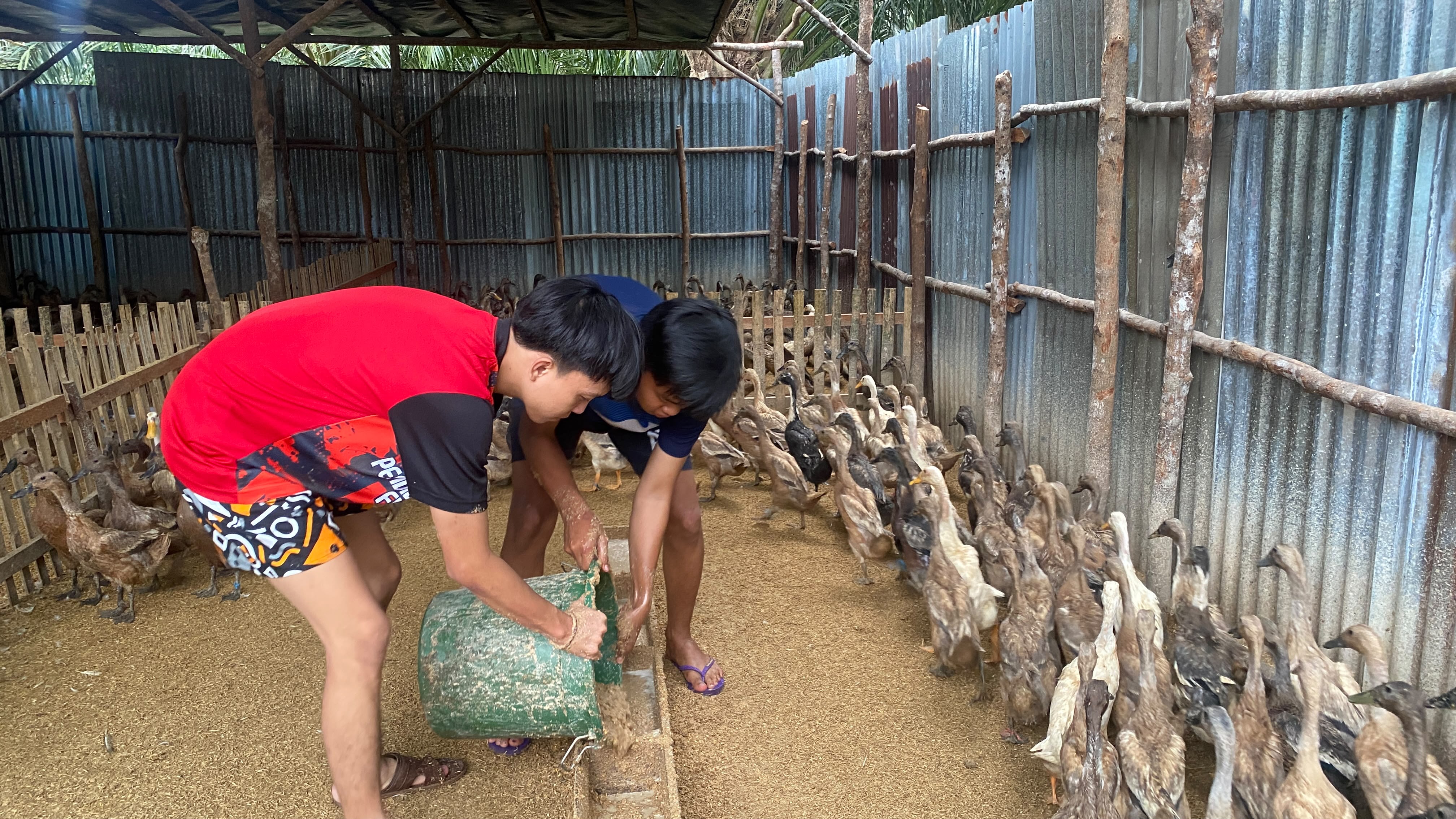 Pemberian pakan bebek sore hari