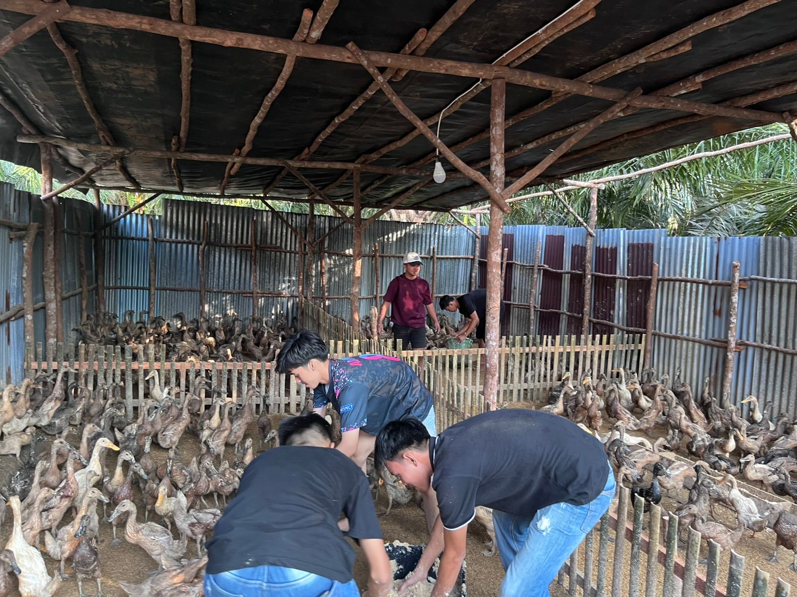 Pemberian pakan bebek di sore hari 