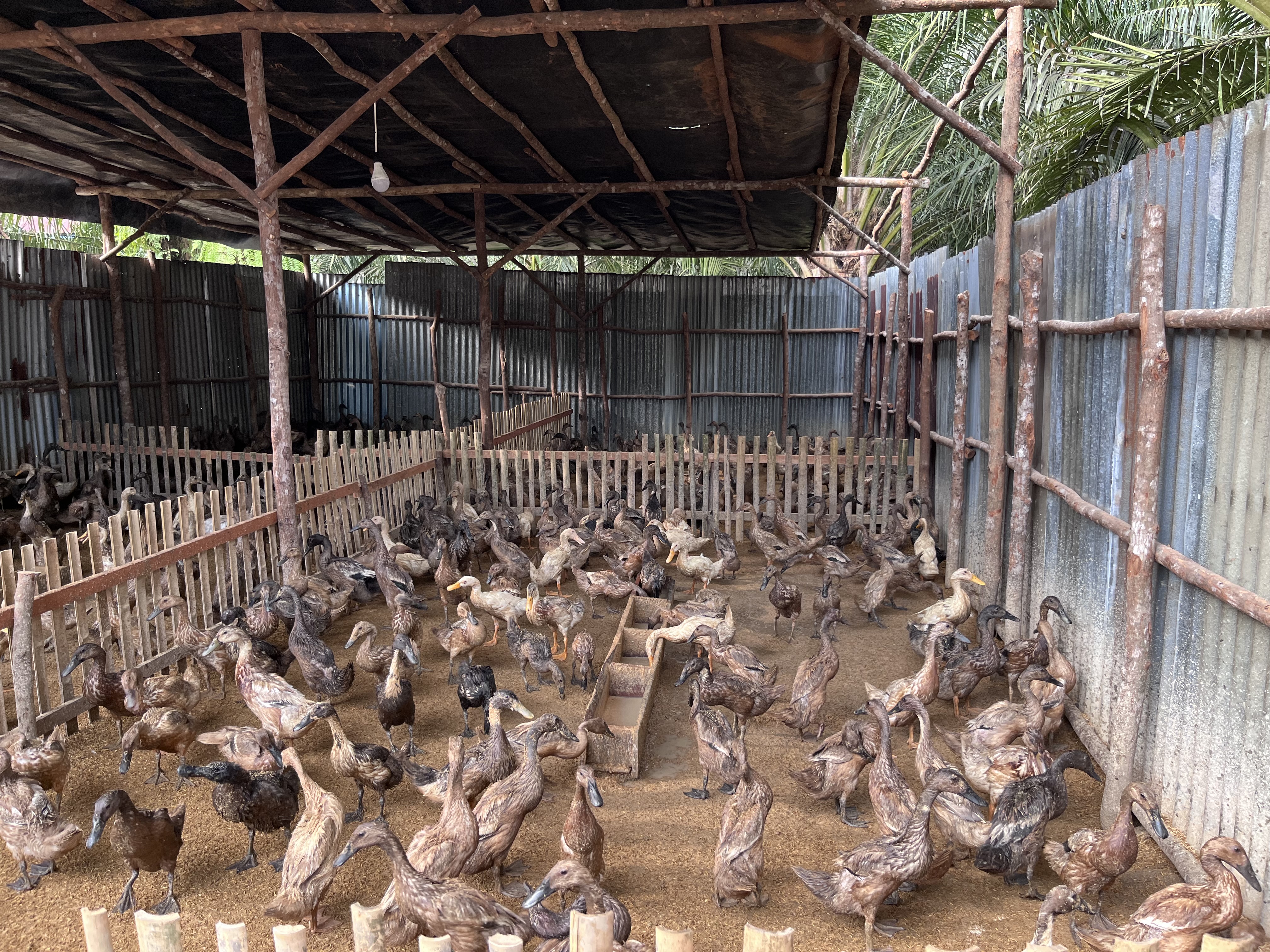 Kegiatan pagi hari ini kasih pakan bebek 
