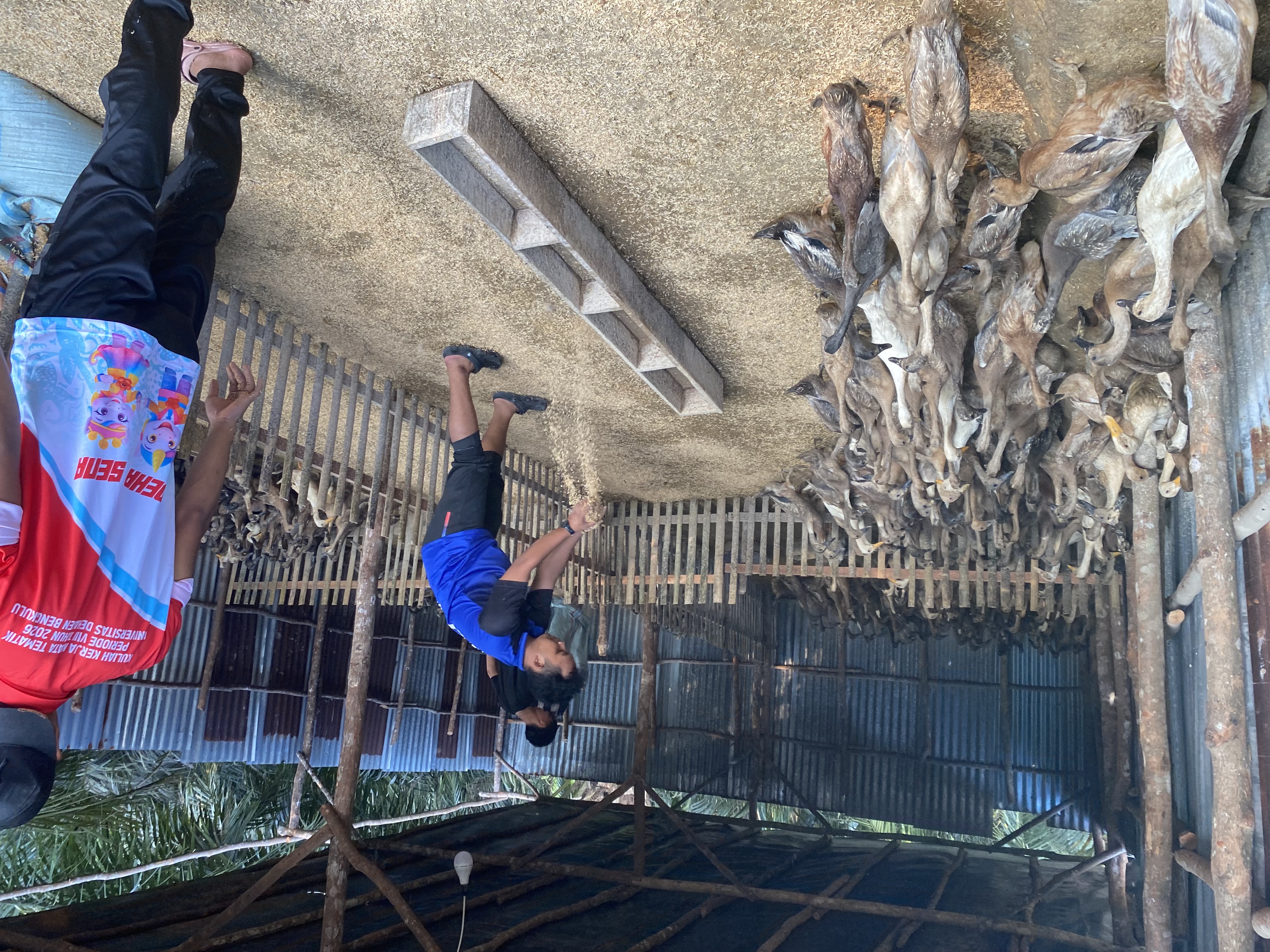Penaburan sekam di kndang bebek 