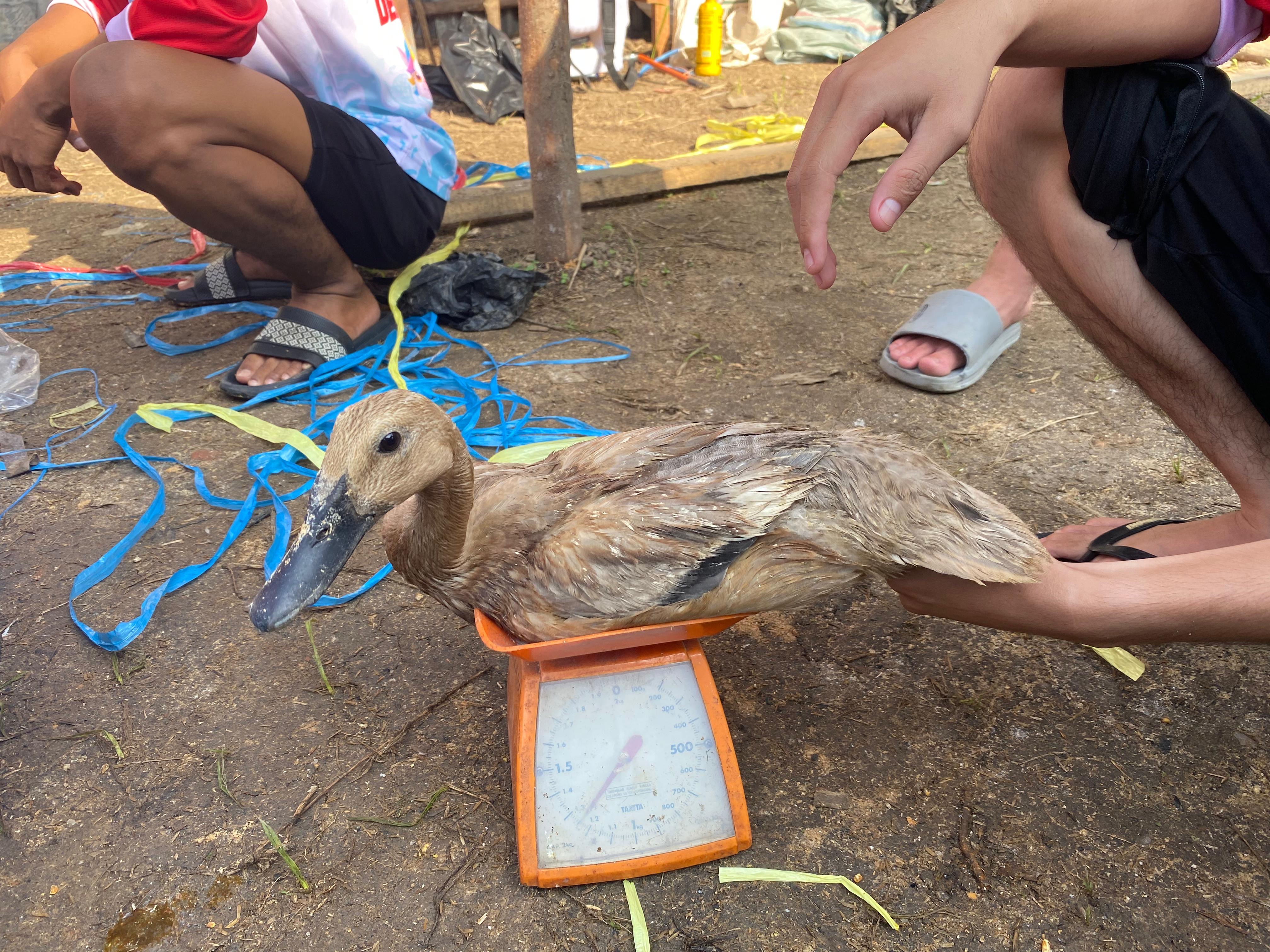 Penimbangan dan penyortiran bebek