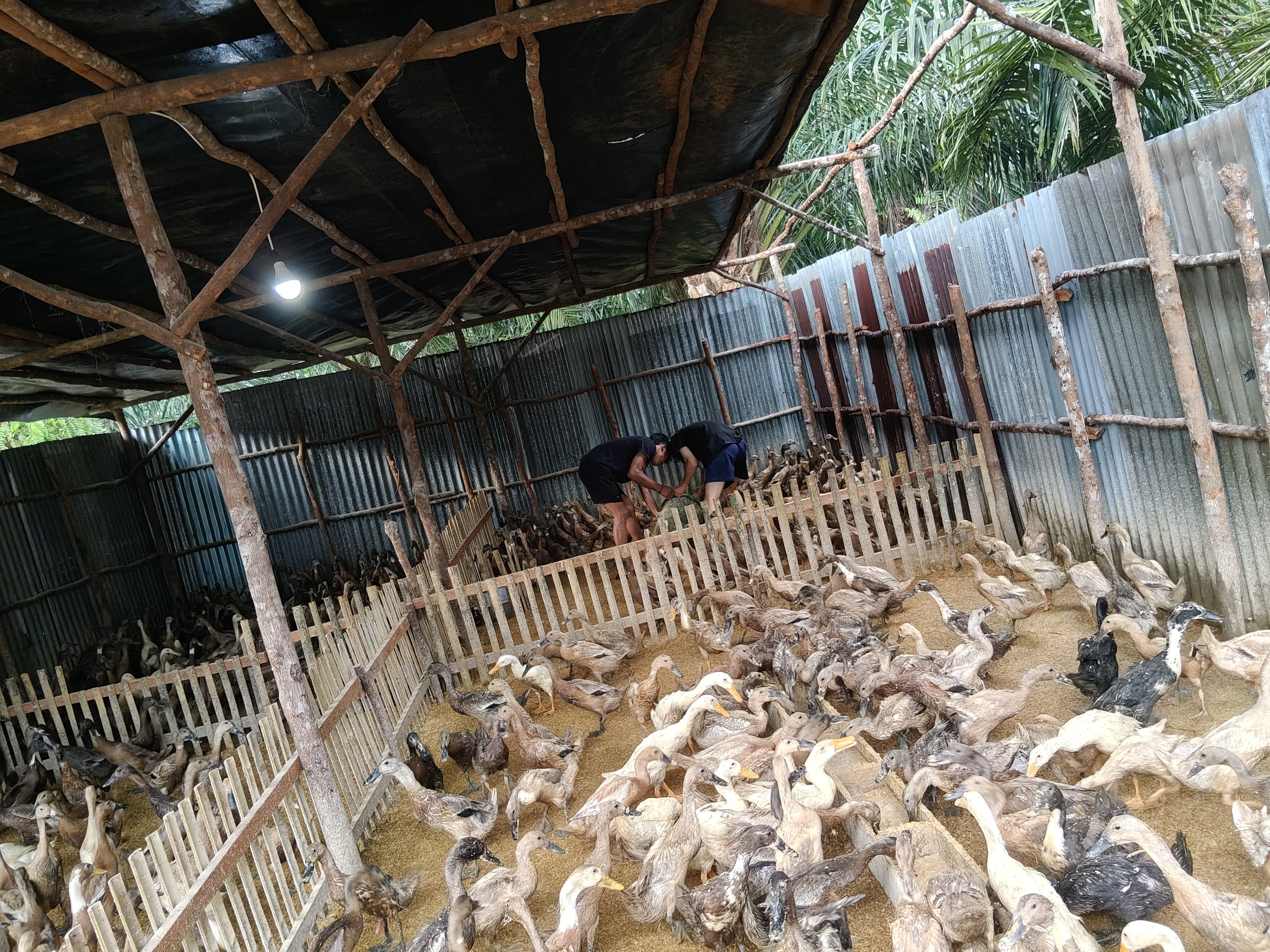 Kasih pakan bebek di pagi hari 
