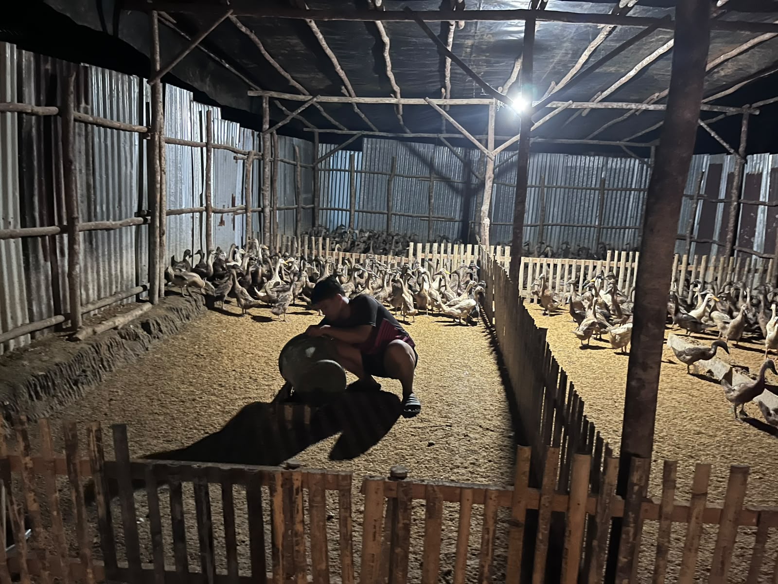 Kasih pakan bebek di malam hari