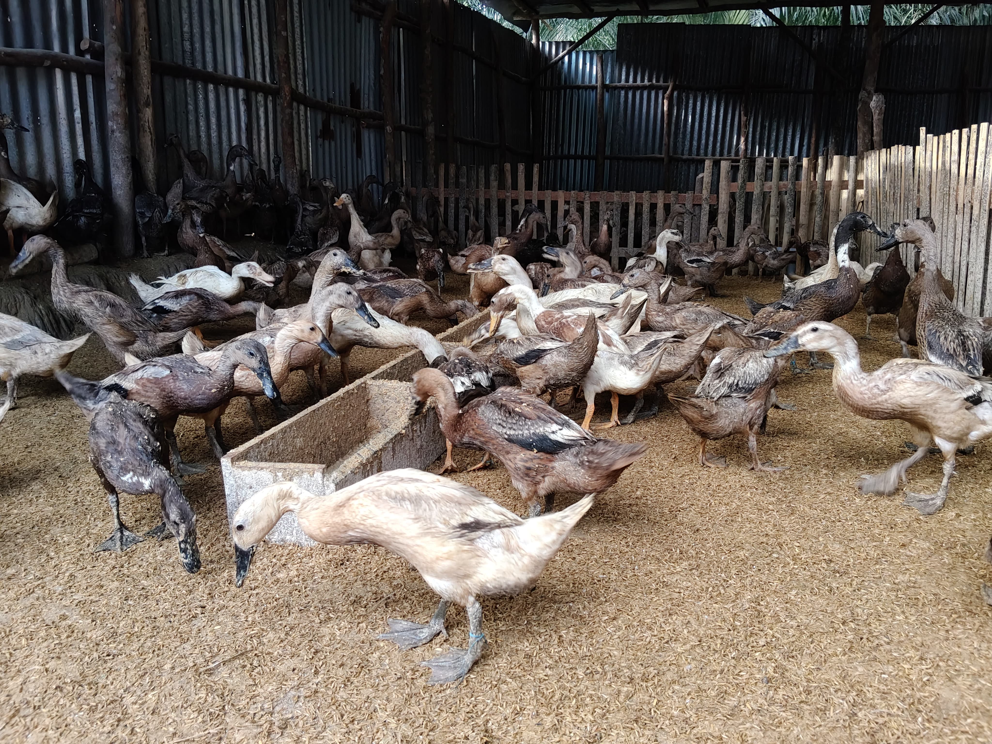 Pengumpanan  bebek di pagi hari 