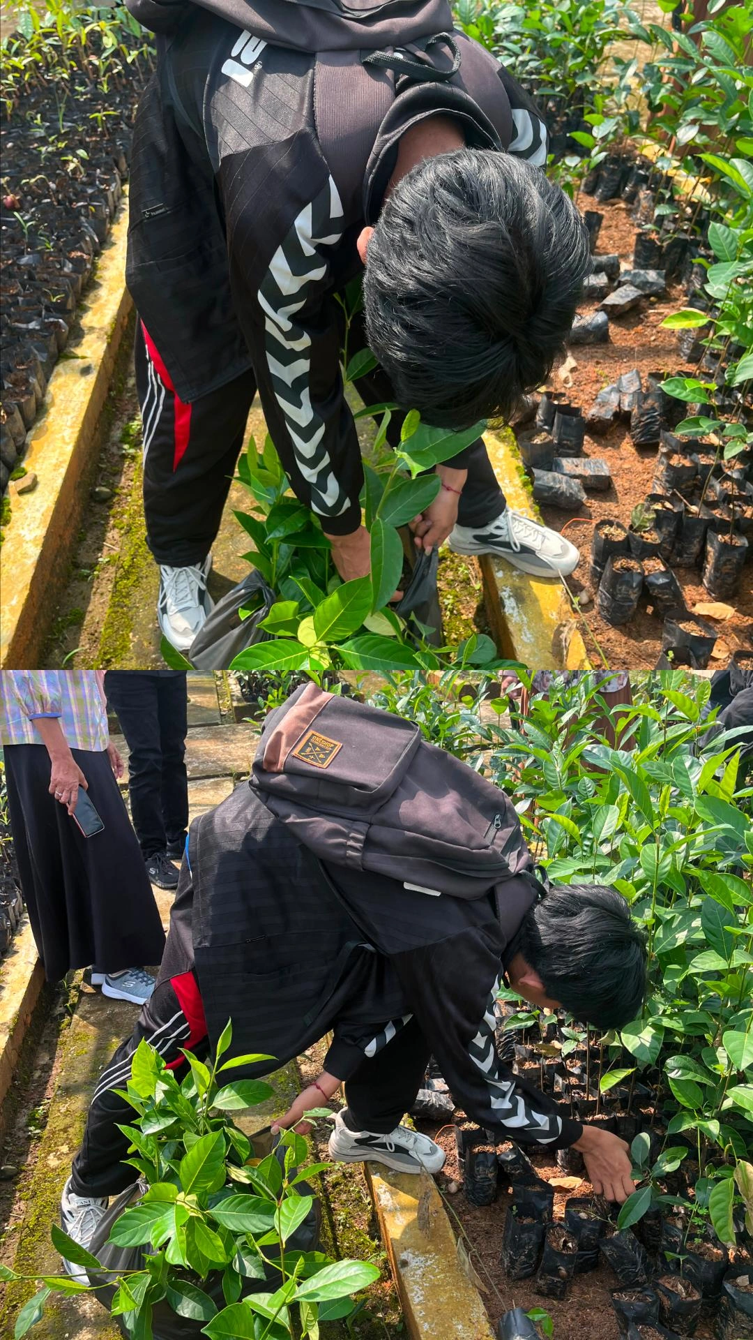 pengambilan bibit tanaman di tahura