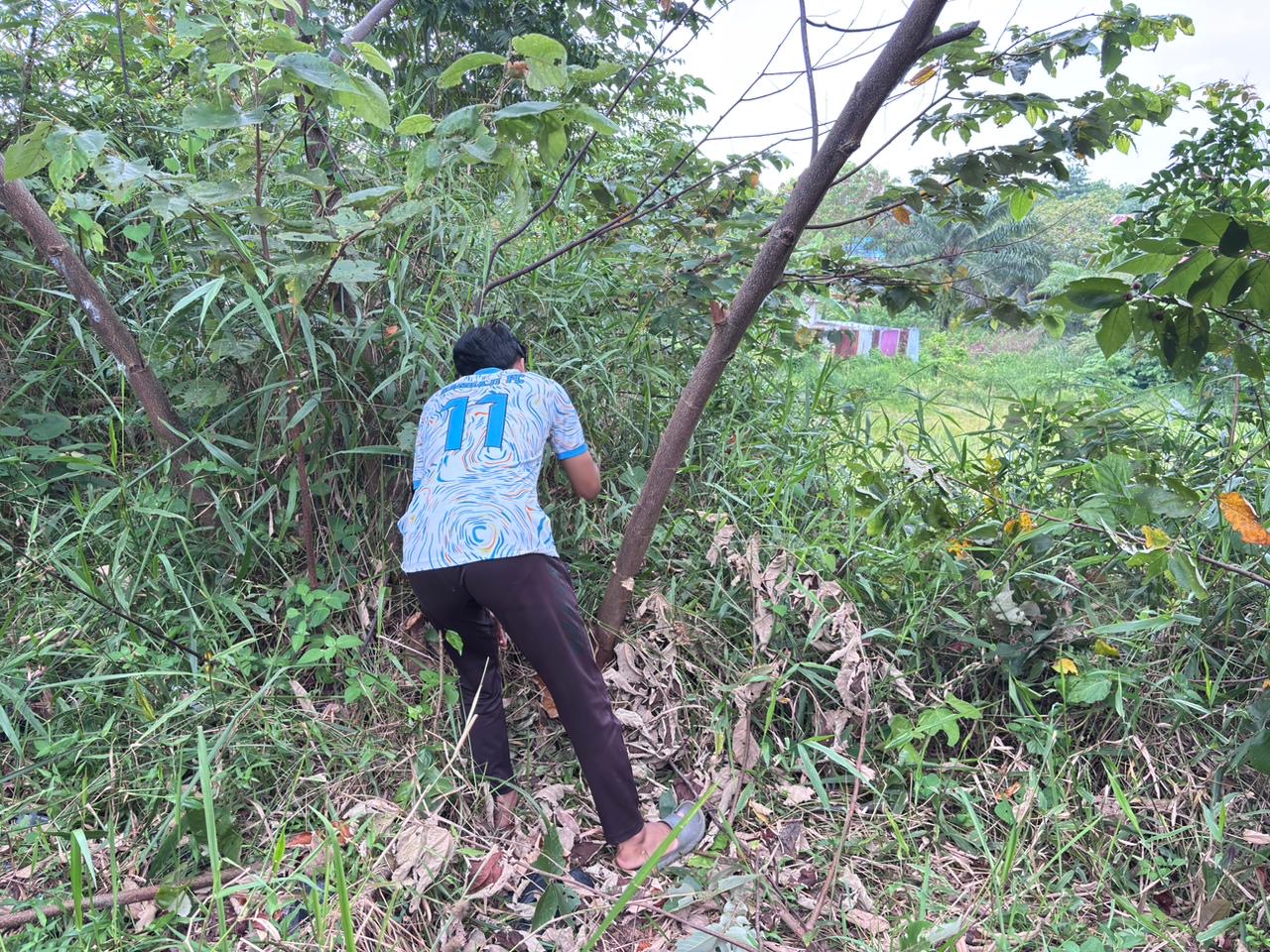 Pengambilan Kayu untuk Persiapan Pembuatan Taman di Jembatan Kualo Bengkulu