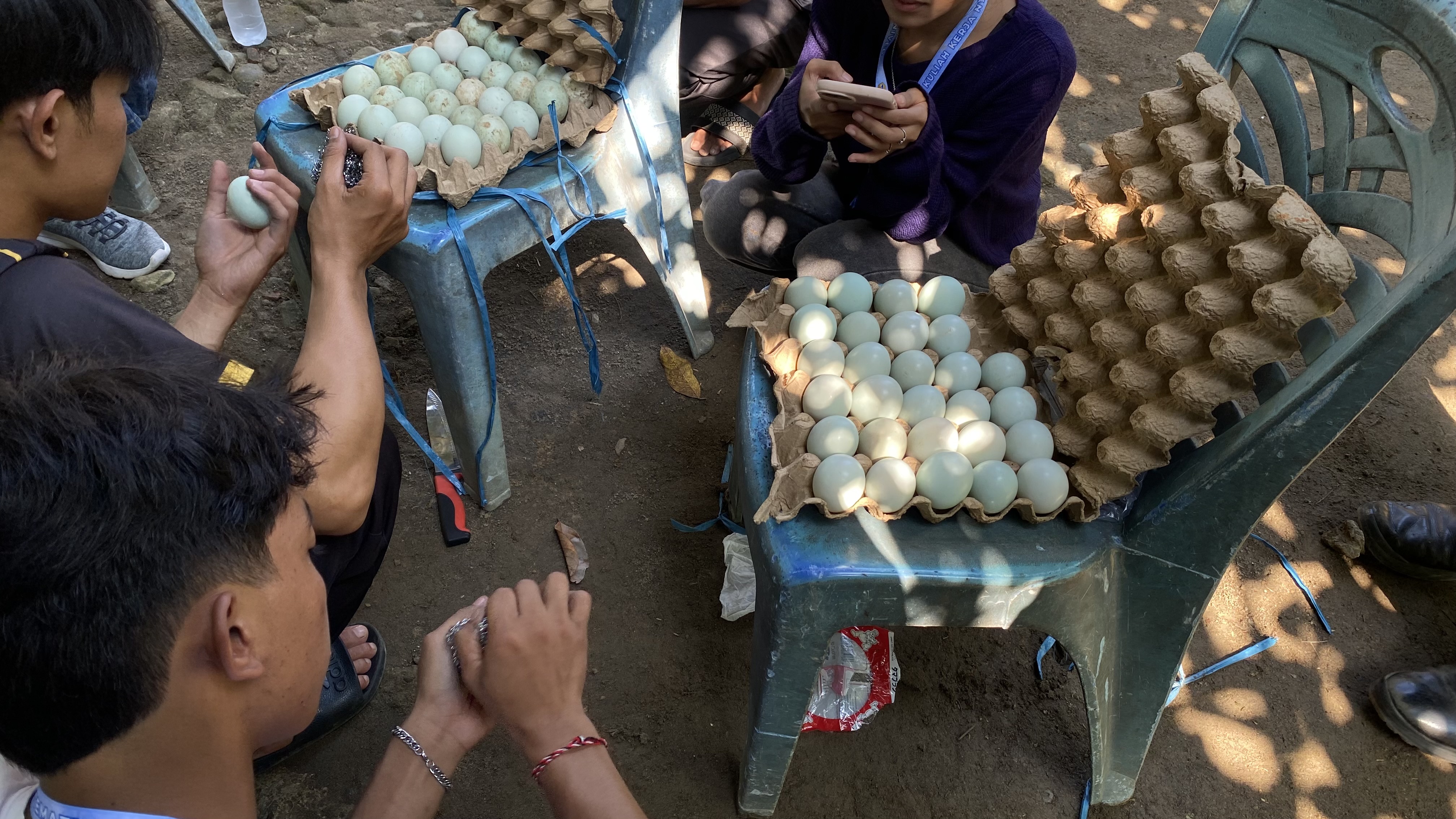 Pembersihan Cangkang Telur Itik