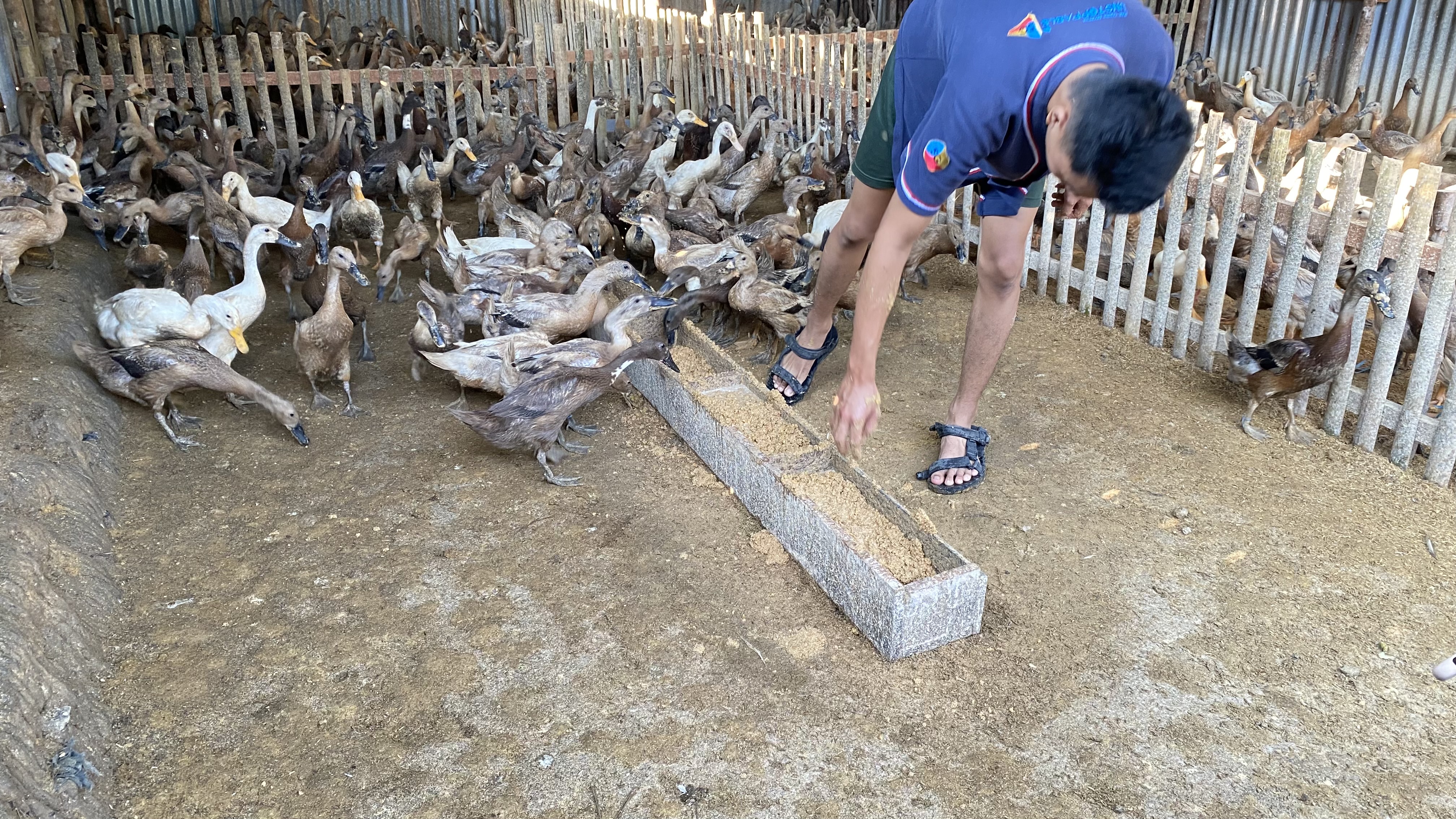 Memberi Pakan Bebek Pada Pagi Hari