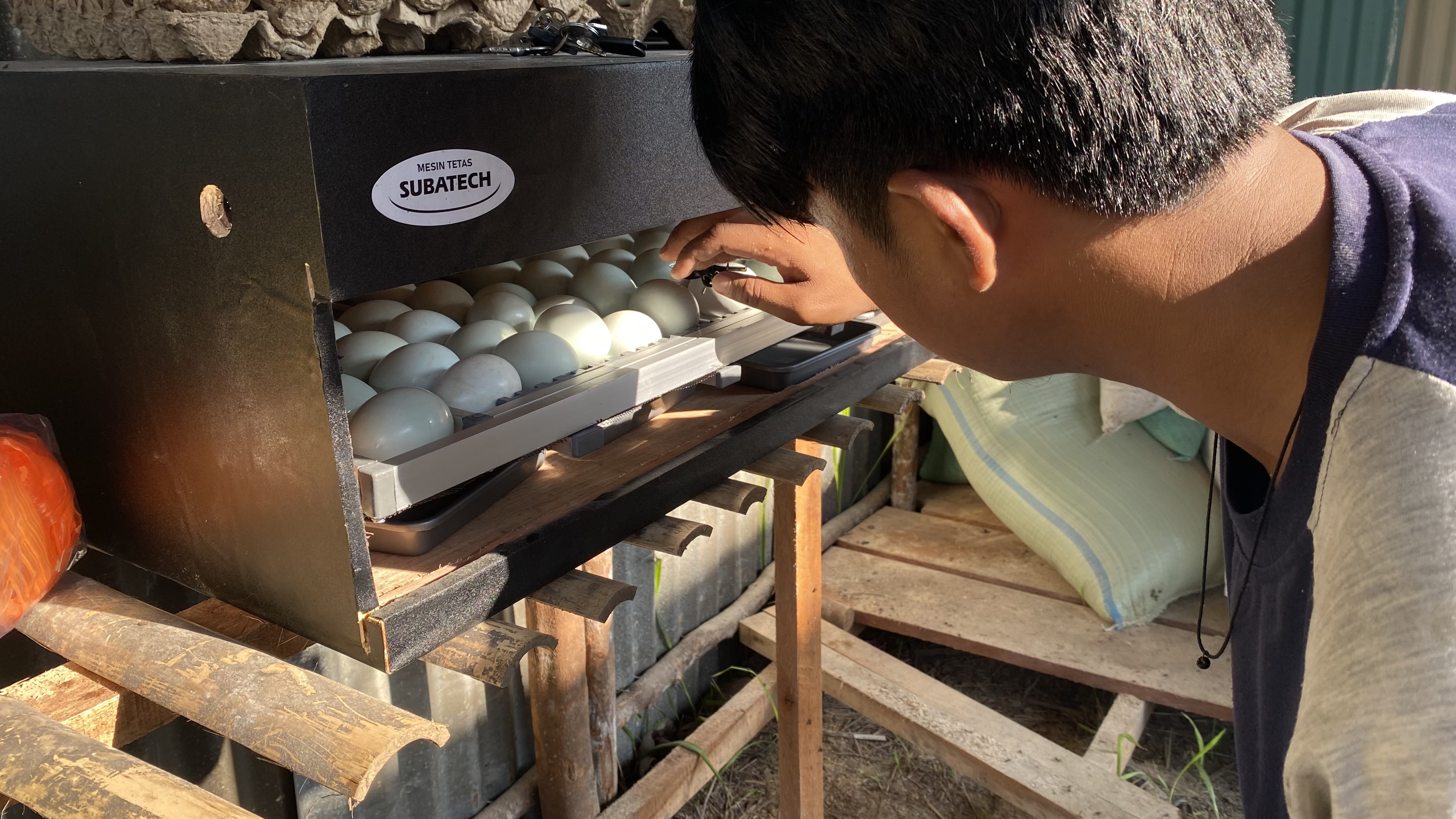 Proses Pembalikan Telur Itik