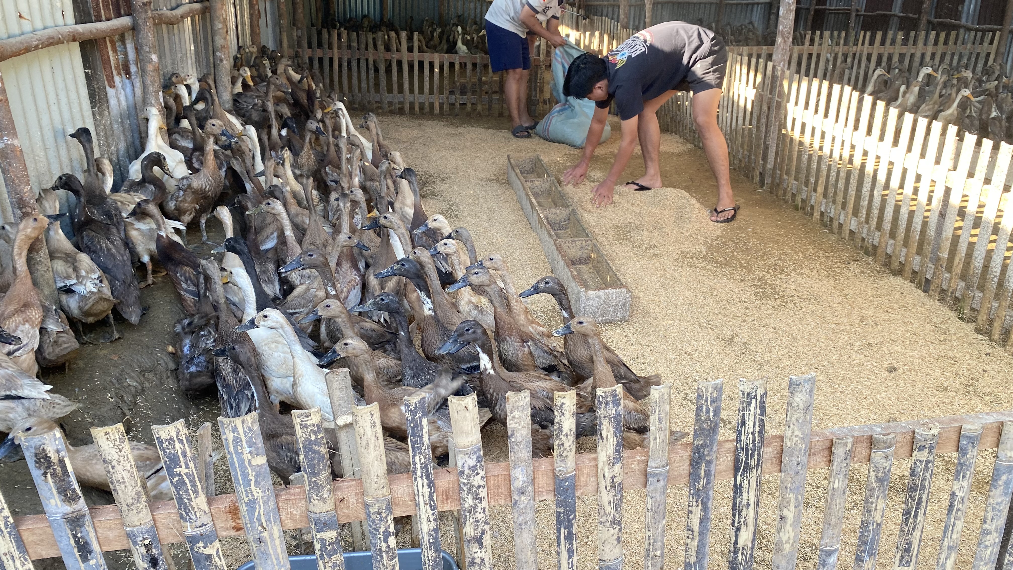Penaburan Sekam Pada Kandang Bebek