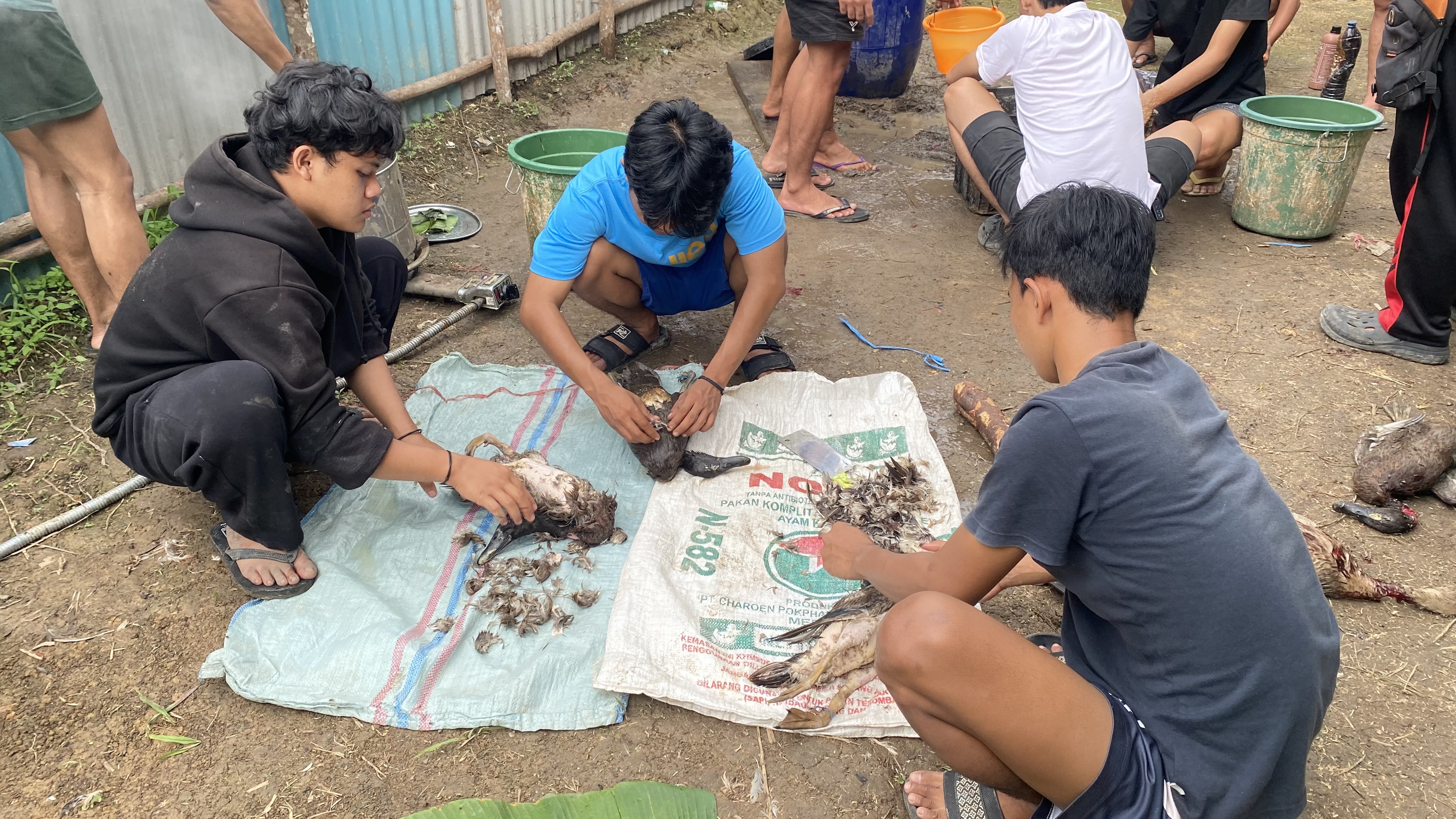 Proses Pencabutan Bulu Bebek Yang Akan Di olah