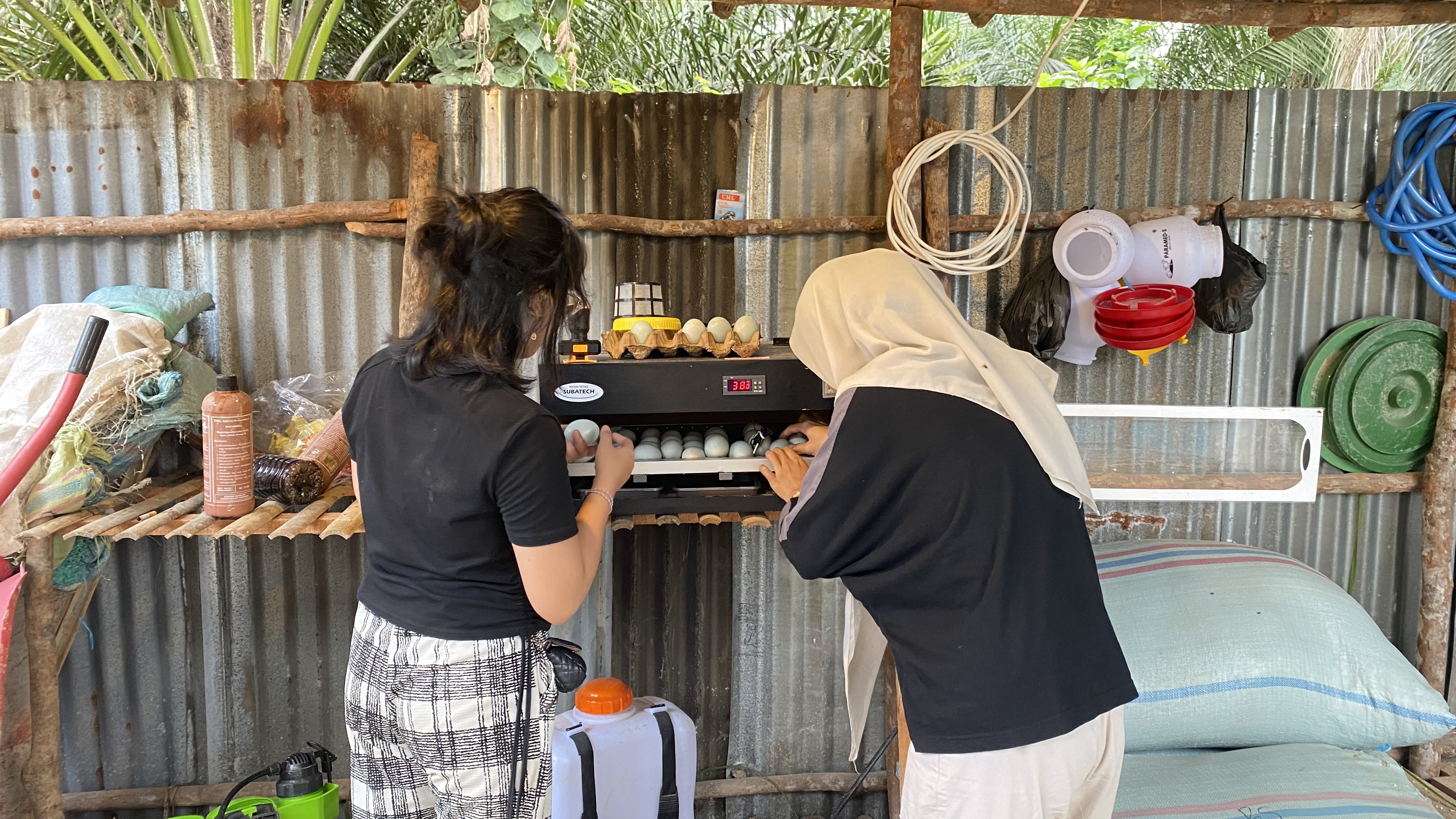 Proses Pembalikan Telur Bebek