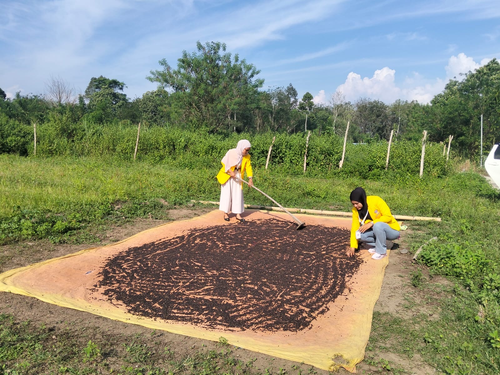 KLN-T kelompok 25 budidaya hasil bumi di desa muara betung 4L