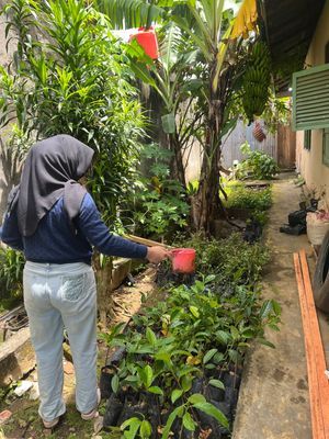 Menyiram bibit di pagi hari dan sore hari 