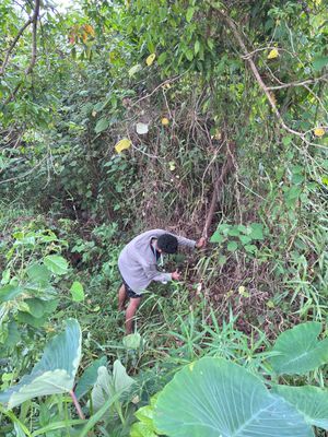 Judul:Pengambilan Kayu untuk Persiapan Pembuatan Taman di Jembatan Kualo Bengkulu.