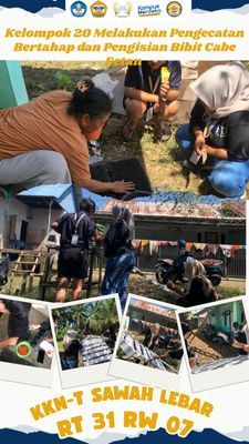 Penyemaian bibit cabe dan pengecatan 